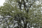 Enlarge photo 629