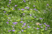 Enlarge photo 631