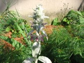 Enlarge photo 46