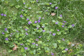Enlarge photo 632