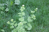 Enlarge photo 633