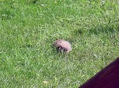 Enlarge photo 55