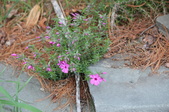 Enlarge photo 638
