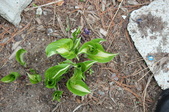 Enlarge photo 642