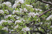 Enlarge photo 646