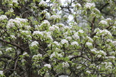 Enlarge photo 647