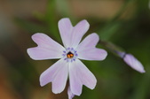 Enlarge photo 650