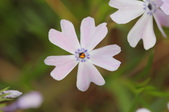 Enlarge photo 653