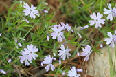 Enlarge photo 654