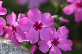 Enlarge photo 655