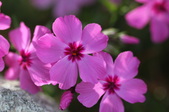 Enlarge photo 656