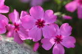 Enlarge photo 657