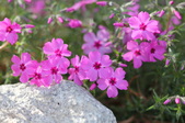 Enlarge photo 658