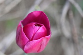 Enlarge photo 673