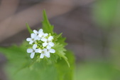 Enlarge photo 676