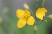 Enlarge photo 682