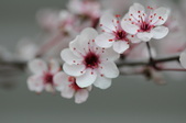Enlarge photo 685