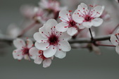 Enlarge photo 686