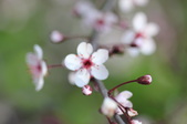 Enlarge photo 692