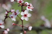 Enlarge photo 695