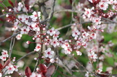 Enlarge photo 696