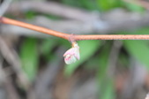 Enlarge photo 699