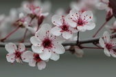 Enlarge photo 701