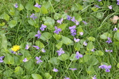 Enlarge photo 702