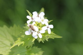 Enlarge photo 705