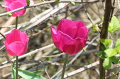 Enlarge photo 706