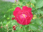 Enlarge photo 58