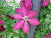 Enlarge photo 59