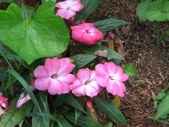 Enlarge photo 62