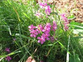 Enlarge photo 67