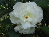 Enlarge photo 68