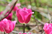 Enlarge photo 719