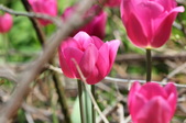Enlarge photo 720