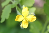 Enlarge photo 725