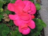 Enlarge photo 77