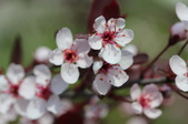 Enlarge photo 730