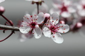 Enlarge photo 732