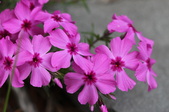 Enlarge photo 733