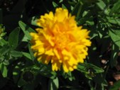 Enlarge photo 81