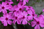 Enlarge photo 734