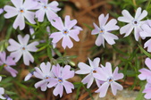Enlarge photo 735