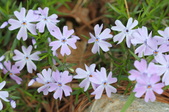Enlarge photo 736