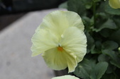 Enlarge photo 739
