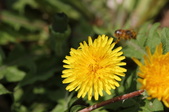 Enlarge photo 751