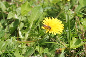 Enlarge photo 752