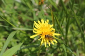 Enlarge photo 754